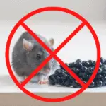 mouse next to fruit