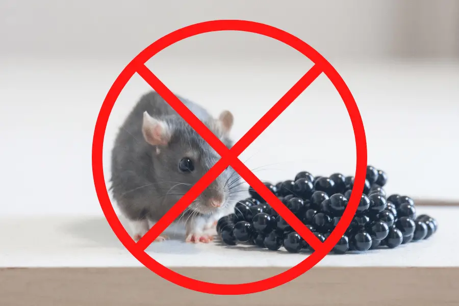 mouse next to fruit