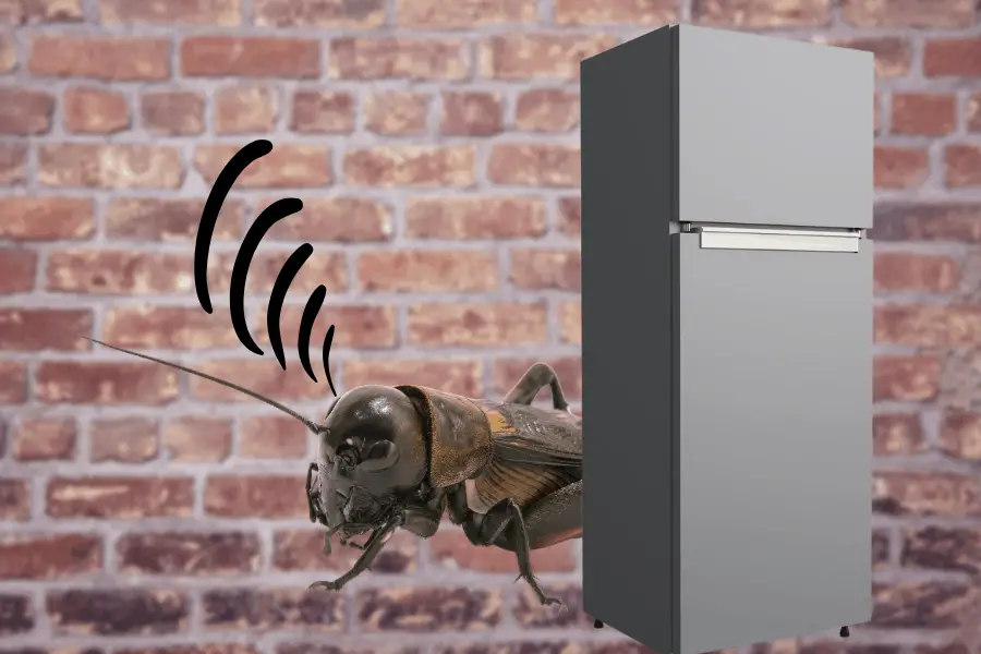 cricket behind a fridge