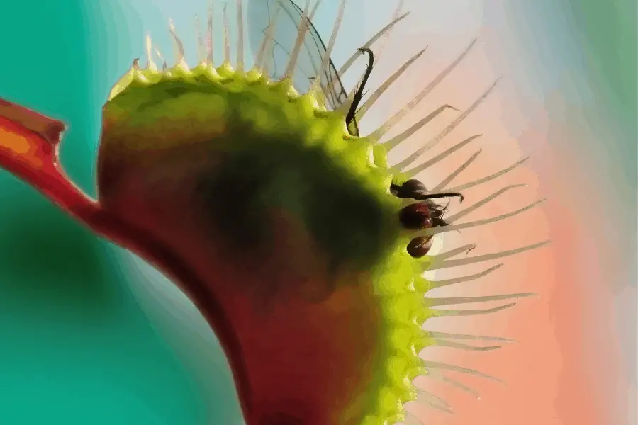 Fly in a Venus Flytrap