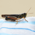 crickets on cloth