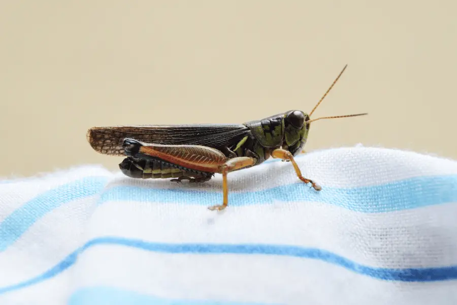 crickets on cloth