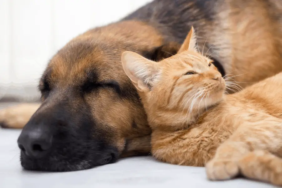 cat and dog sleeping