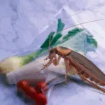 Cockroach on sealed food bag