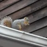 squirrel sitting on a house
