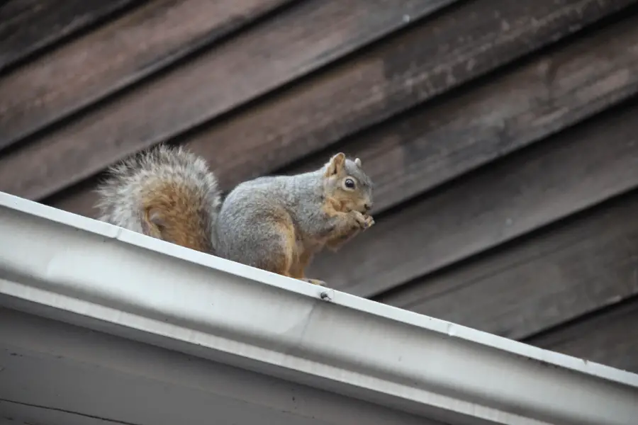 squirrel sitting on a house