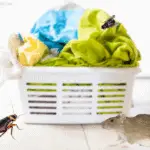 pests around dirty laundry