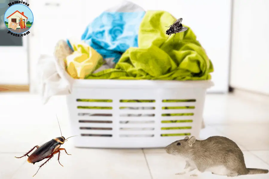 pests around dirty laundry