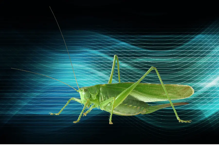 cricket in ultrasonic sound waves
