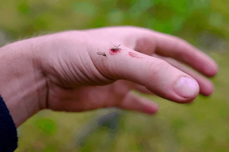 dead mosquito on a hand