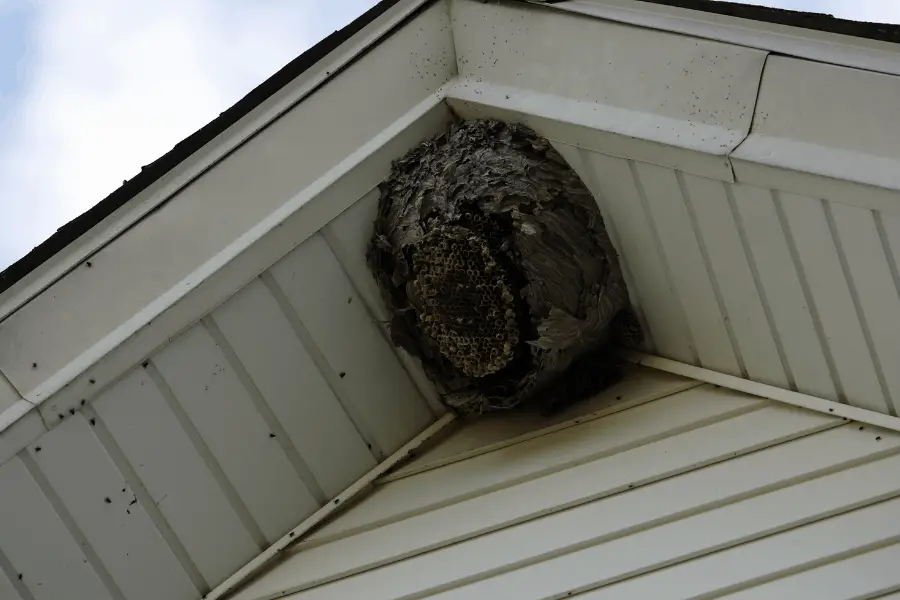 wasp nest in eaves of home
