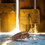 cockroach under door