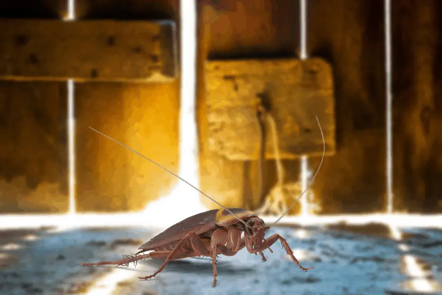 cockroach under door