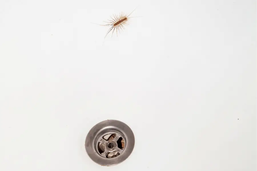 centipede next to plughole