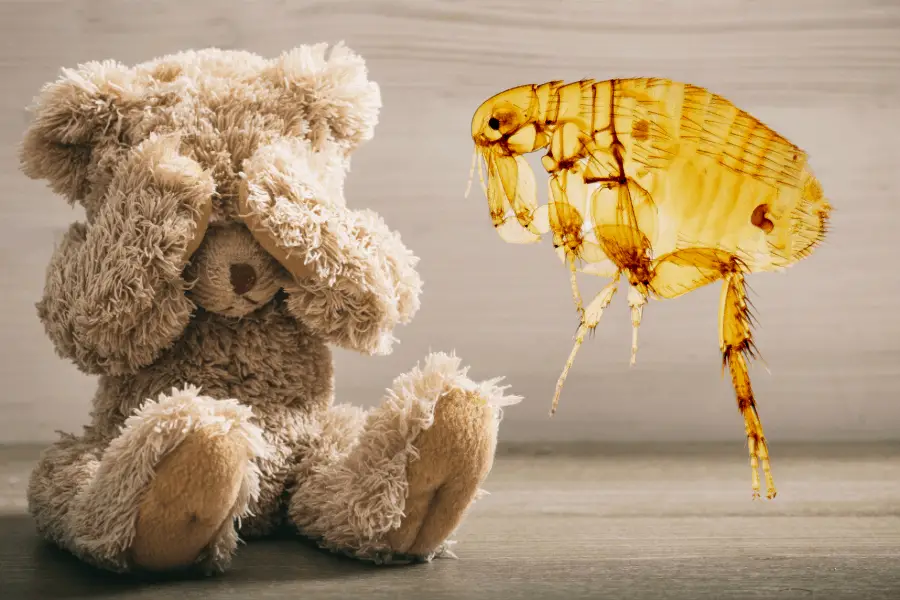 How To Get Rid Of Fleas On Stuffed Toys: 5 Steps For Success - Homeless Pests