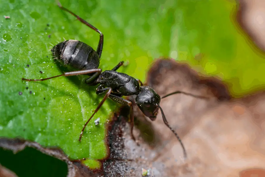 ant on a leaf