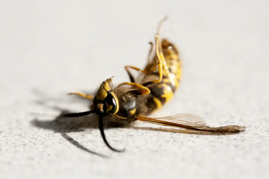 dead wasp