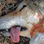 dead coyote