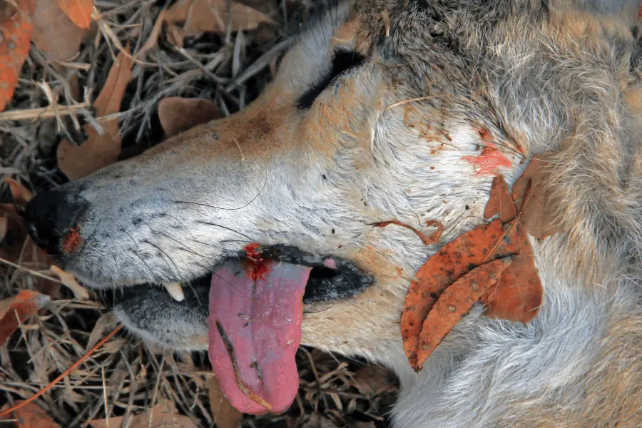 dead coyote