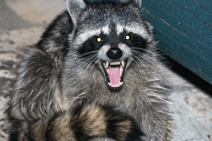 angry raccoon