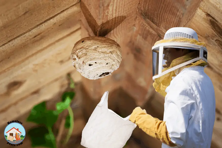 person removing a wasp nest