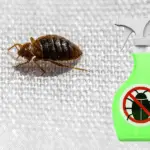 bed bug and spray