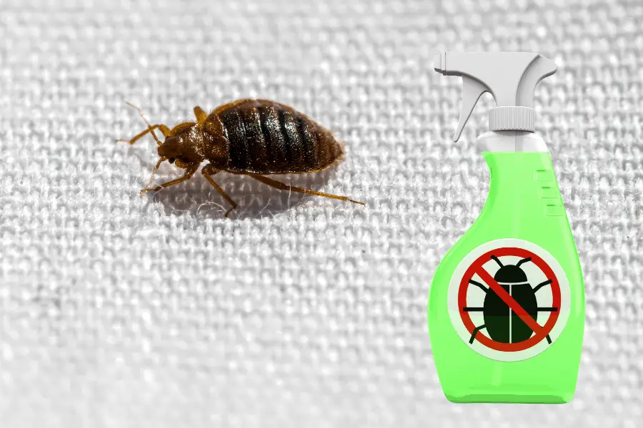 bed bug and spray