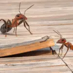 ants on a wood floor