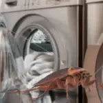 cockroach in front of washing machine