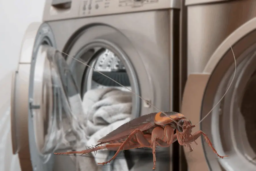 cockroach in front of washing machine