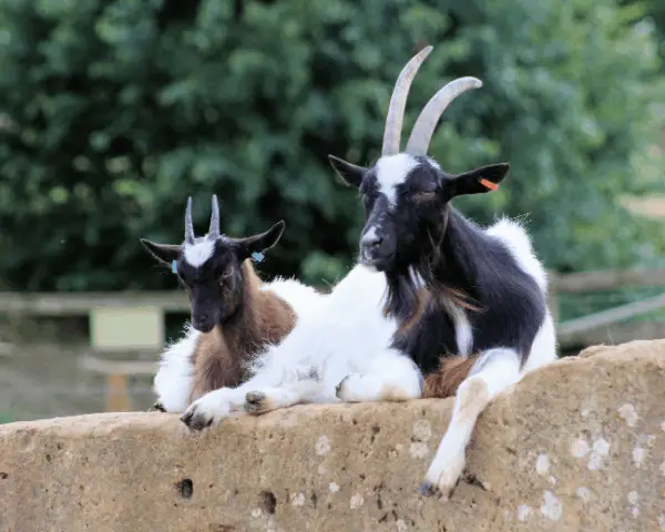 goats
