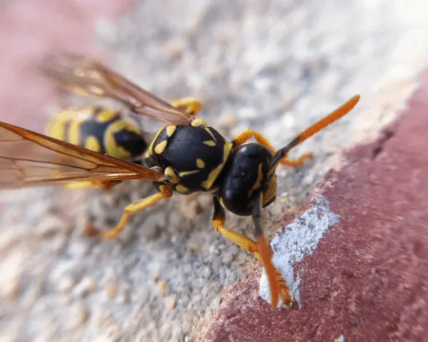 wasp on brick