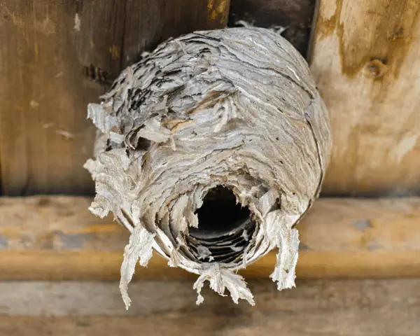 wasp nest
