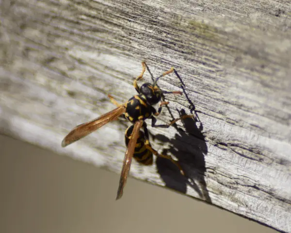 wasp on wood
