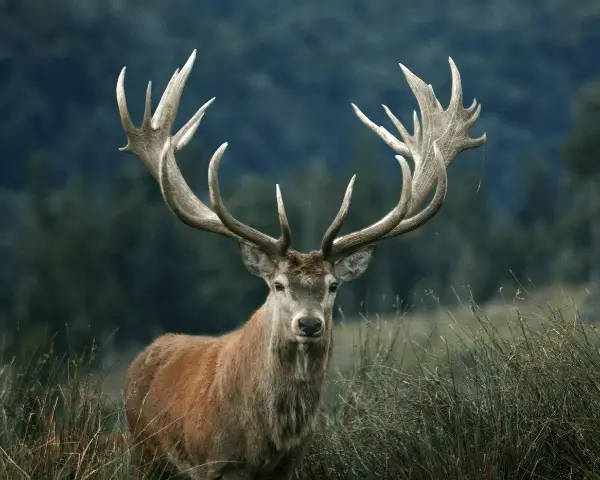 stag
