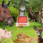various animals around rat poison