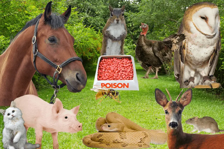 various animals around rat poison