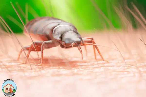 bed bug close up