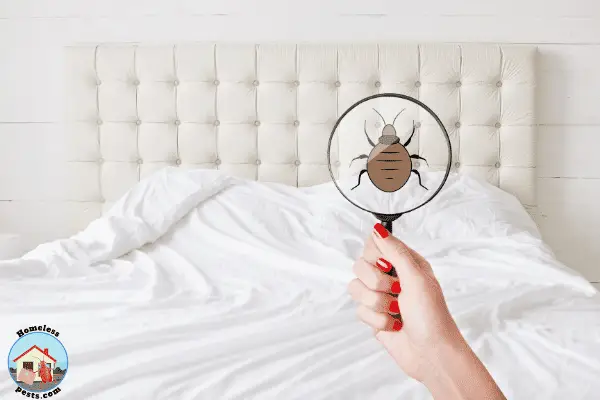 bed bug infestation