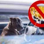 How to get rid of fleas in cars