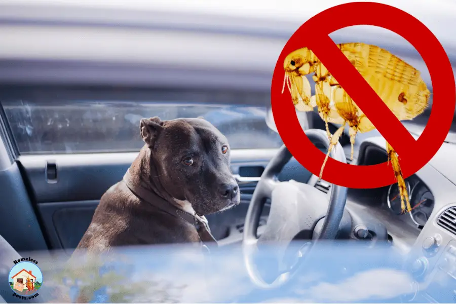 How to get rid of fleas in cars