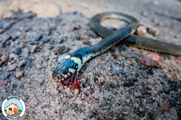 4 Effective Ways To Kill Snakes (If you have to)