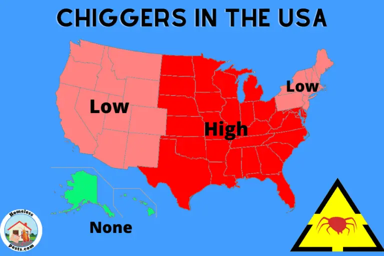 The Top Hotspots For Chiggers In The USA (With Maps) Homeless Pests