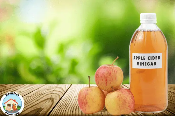 Does Apple Cider Vinegar help chigger bites