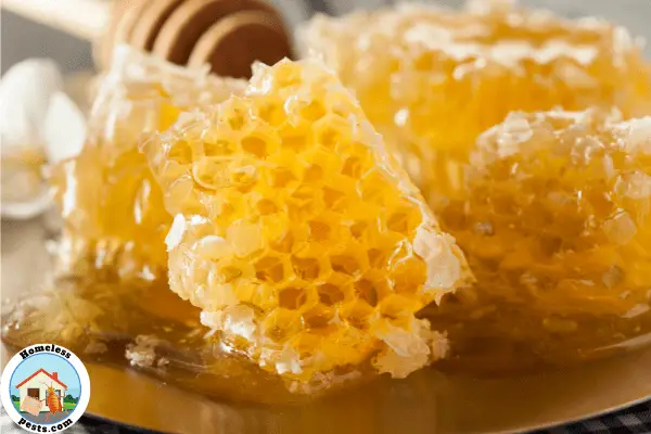 Does Raw Honey help chigger bites