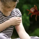 How To Identify Chigger Bites