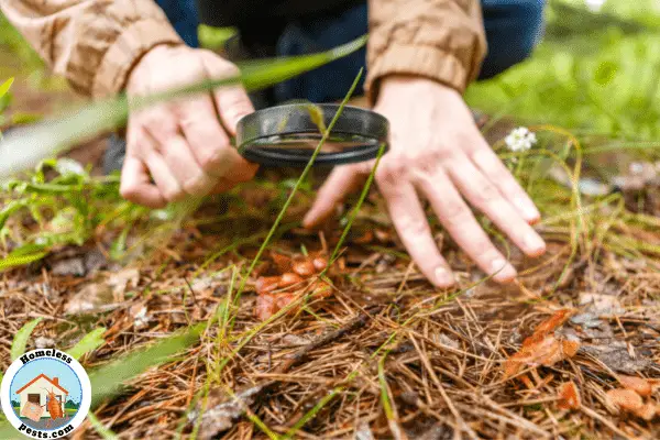 How to check if you really have chiggers in your yard