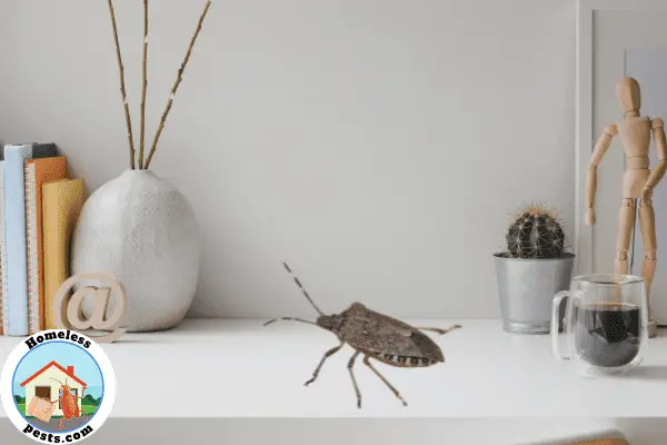 How to get rid of stink bugs in the home