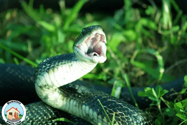 How to spot a venomous snake