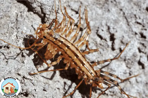 Just how dangerous are house centipedes